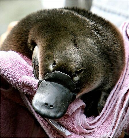 File:08platypus6501.jpg