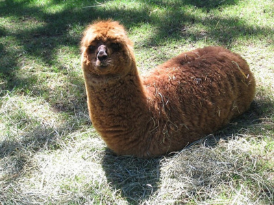 File:Fuzzy worm.jpg