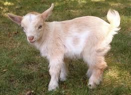 File:Dwarf Goat.jpg