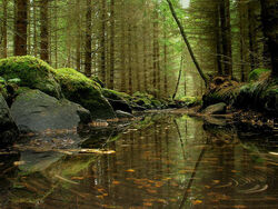 Forest dunant