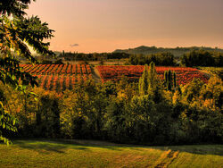 Roster vineyards