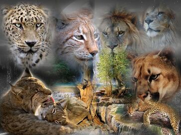 Big-cats-collage.jpg