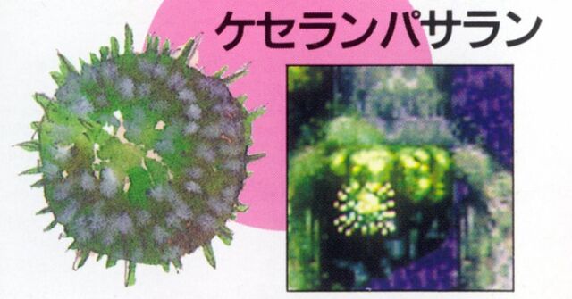 File:29plantpod.jpg