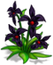 BlackOrchid