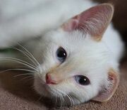 Тайская кошка.jpg