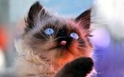 Котёнок.jpg