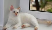 Тайский кот.jpg