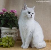 Кошка-британка.jpg