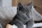 Шартрез котёнок.jpg