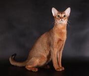 Abyssinian1.jpg