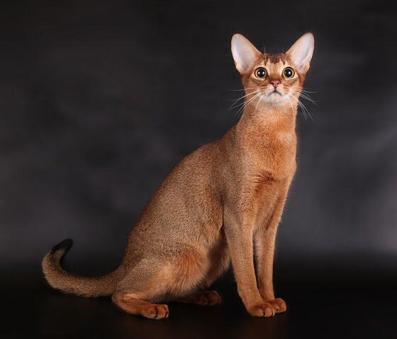 Файл:Abyssinian1.jpg