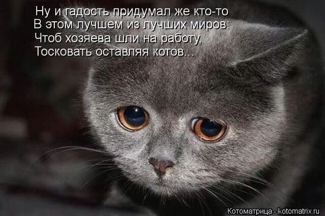 Файл:Грустный кот.jpeg