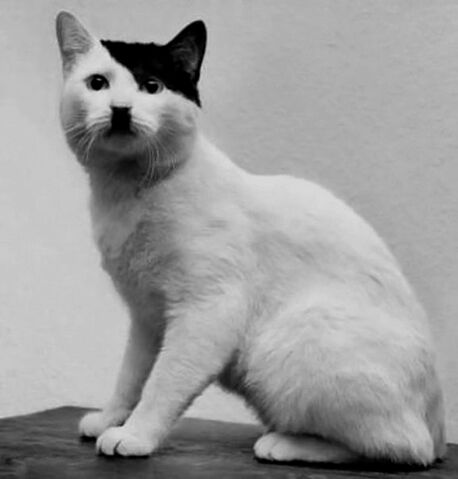 Файл:Котэ-интернет-честно-спизжено-длиннопост-2006769.jpg