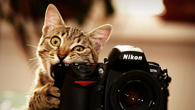 Файл:Desktopwallpapers.org.ua-27227.jpg