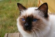 Birmanstrofe