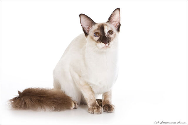 File:Moderntortiebalinese.jpg