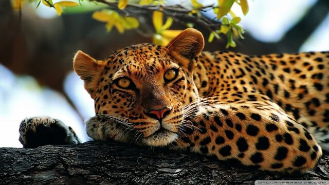 File:Leopard wallpaper.jpg