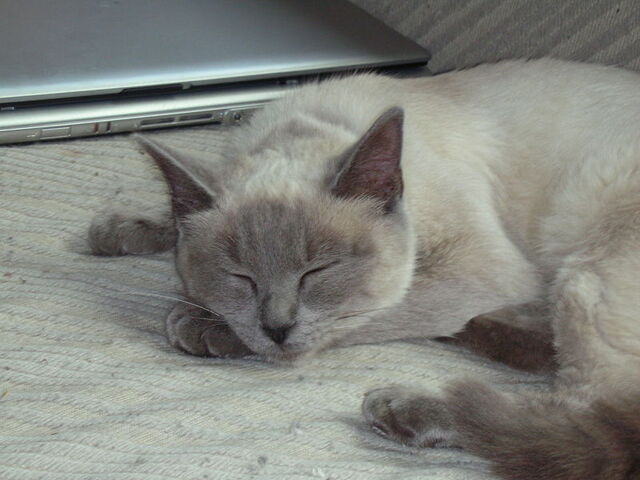 File:Blueragdoll.jpg