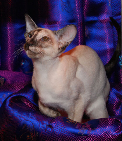 File:Moderntortie.jpg