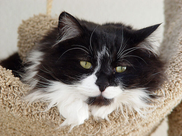 File:Tuxedo longhair cat - Spanky.jpg