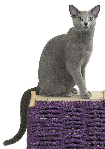 File:Russian blue.jpg