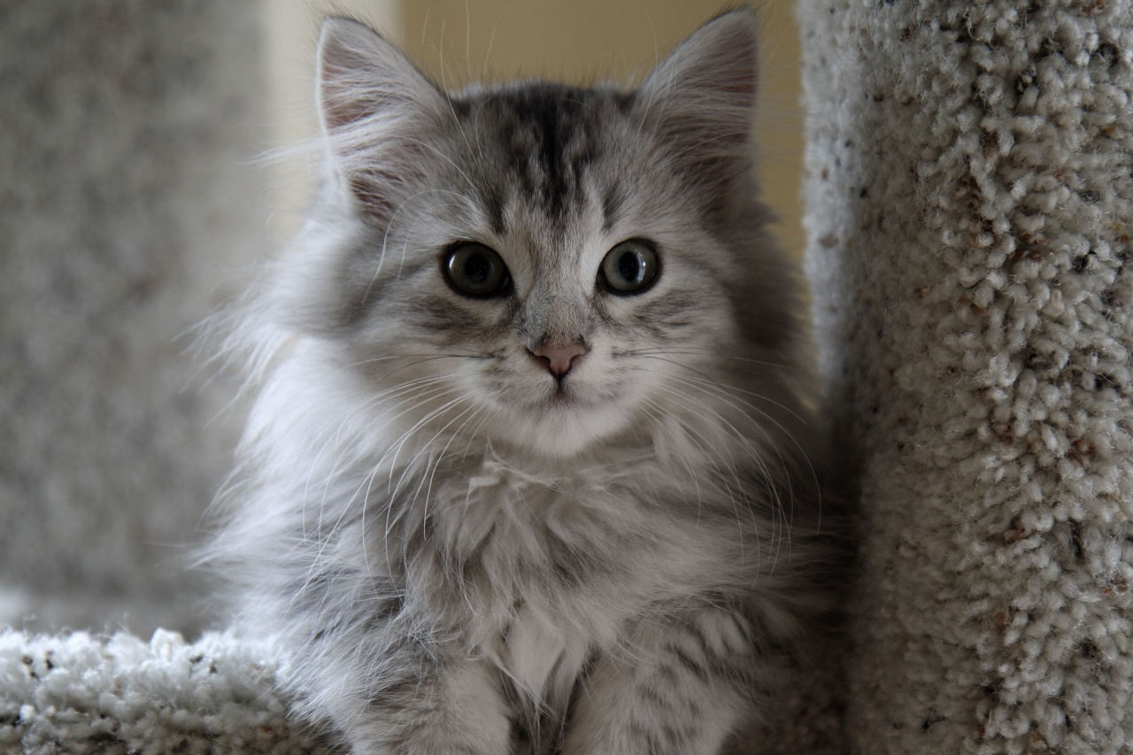 Cat Food In Russian Language Cat Food In Russian Language