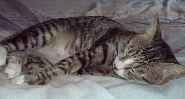 File:Tama sleeping.jpg