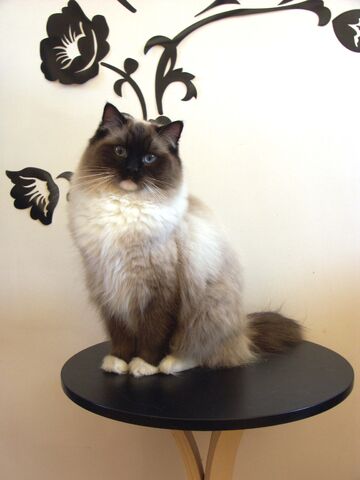 File:Female ragdoll.jpg