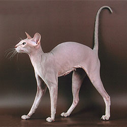 File:Tamila.jpg