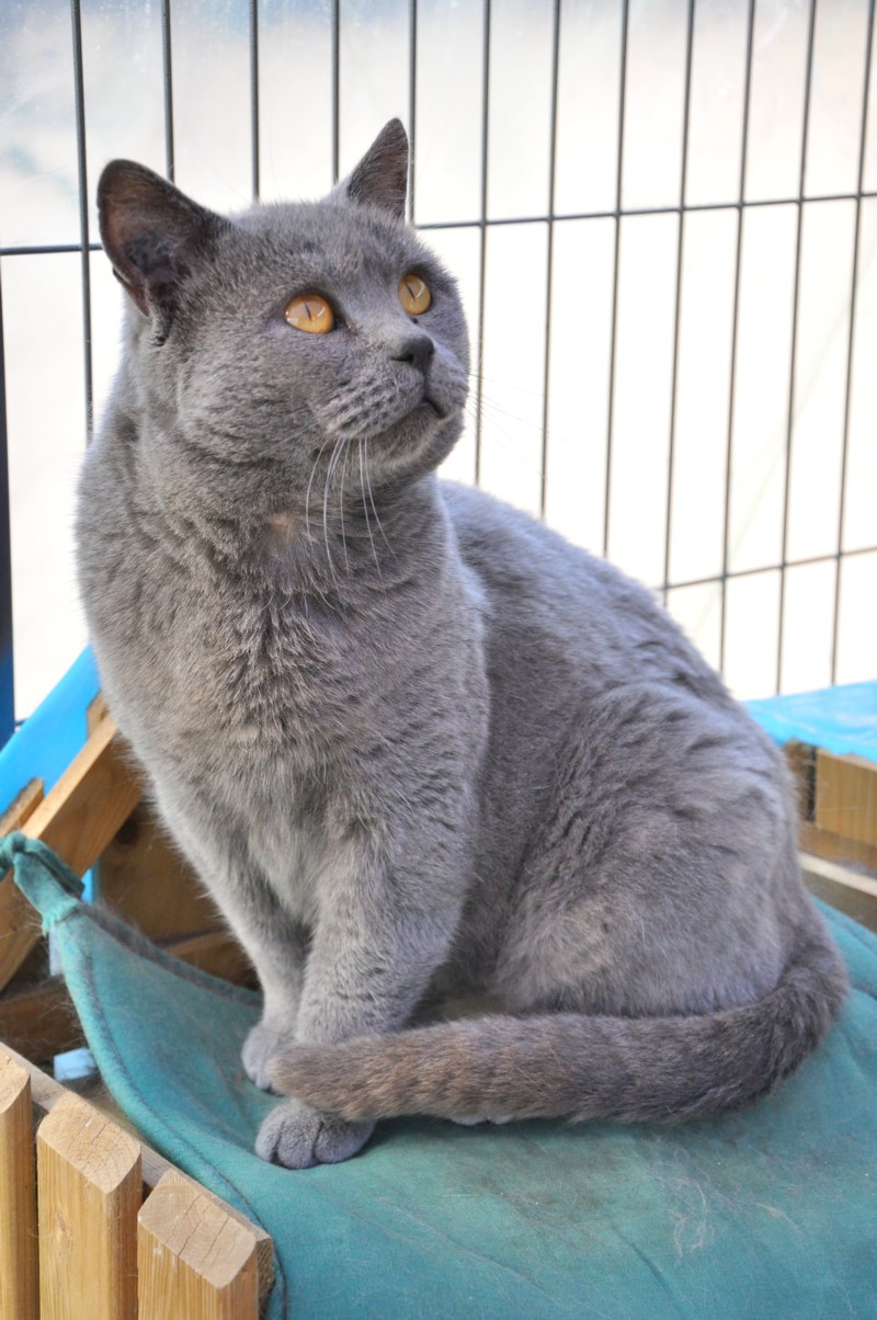Chartreux | Cats Wiki | FANDOM powered by Wikia