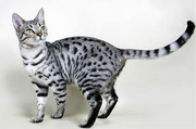 Silver cat