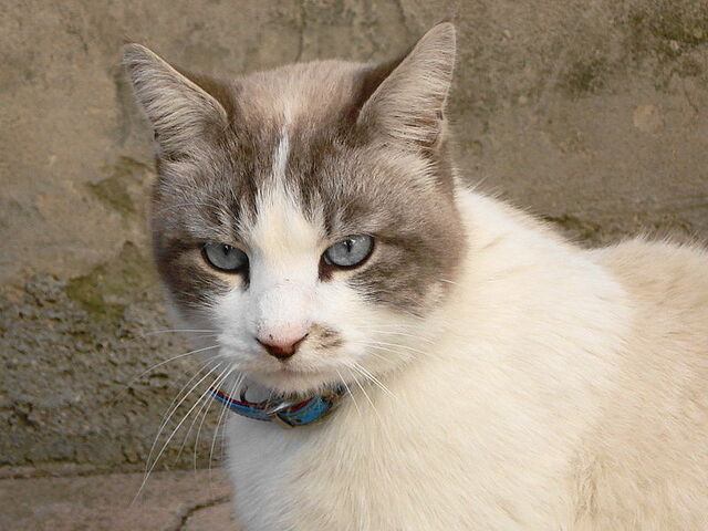File:Bluepointsnowshoe.jpg