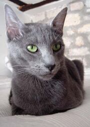 RussianBlueCat