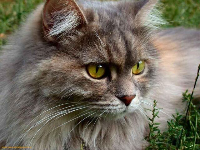File:Brown-cat-eyes-green-1.jpg