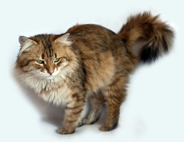 Файл:-кошка3.jpg
