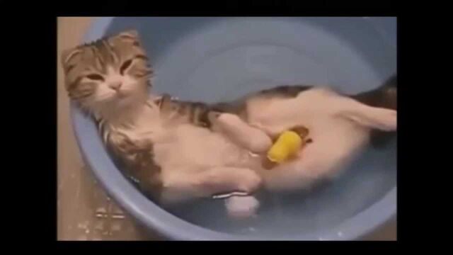 Файл:Wash-cats-6.jpg