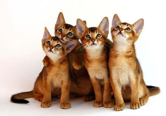 Файл:95290950 CatsAbyssinian1.jpg