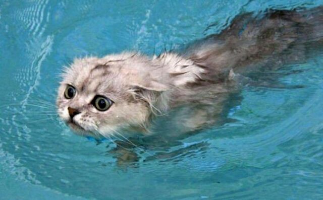 Файл:Wash-cats-12.jpg