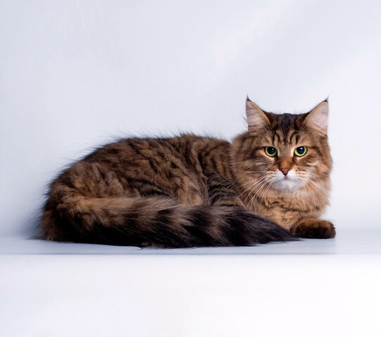 Файл:Siberian cats.jpg