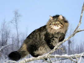 Siberian-cat5.jpg