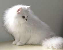 Chinchillacat2.jpg