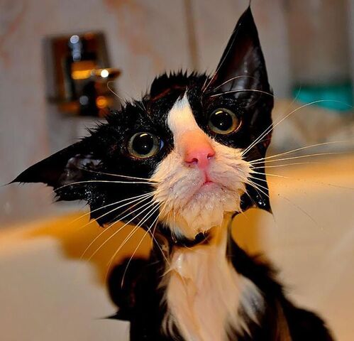 Файл:February-08-2014-04-00-47-as.jpg