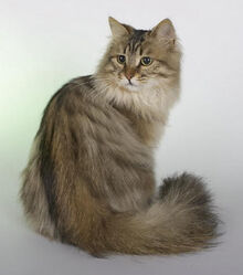 Siberian-cat6.jpg