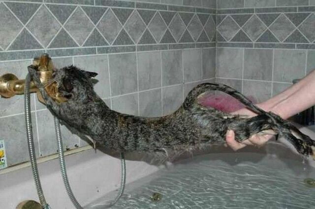 Файл:Wash-cats-8.jpg