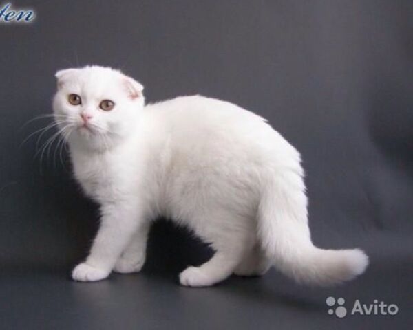 Файл:Image-1442513878.jpg