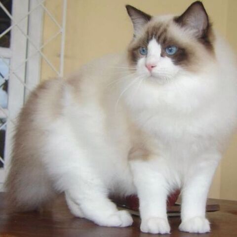 Файл:Image-1438846841.jpg