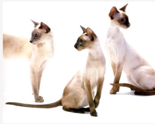 Файл:Image-1442748288.jpg
