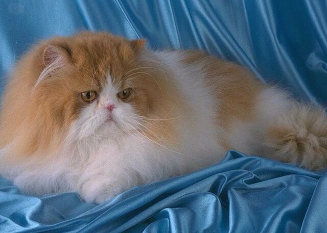 Файл:Image-1439365031.jpg