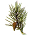 107.png