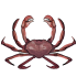 Краб 2.png
